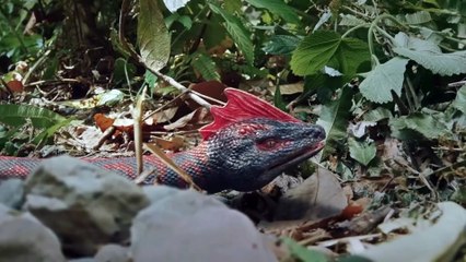 【2025 Newest Movies】Expedition team ambushed by snakes.Corpses used as breeding grounds for pythons🐍