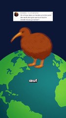 Cet oiseau pond un oeuf aussi gros que lui ! #oeuf #oiseau #nature #animaux #humour