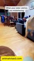 🤣 Funny Animals 2025 | Funniest Dogs Video Ever 🐶😂 | Animal Vised