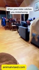 🤣 Funny Animals 2025 | Funniest Dogs Video Ever 🐶😂 | Animal Vised