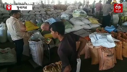 જુનાગઢ APMCની સરેરાશ આવકમાં સ્થિરતા, મગફળી અને સોયાબીનમાં દૈનિક ધોરણે વેચાણ સામાન્ય