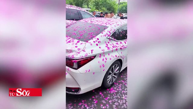 Kiraz çiçeği ağacının altına park edilen araçlar pembeye döndü