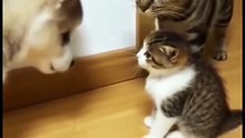 Animals is Funny