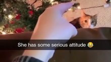 Animals is Funny