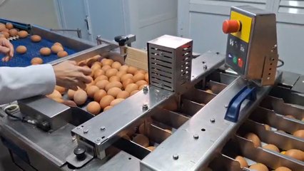 Las granjas avícolas de Málaga refuerzan la bioseguridad ante la gripe aviar