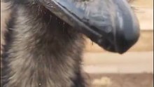 Emu bird 🦅