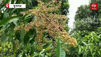 આંબાની ખેતી સાથે સંકળાયેલા ખેડૂતો માટે મહત્વની સૂચના, ખાતર પાણી અને જીવાતનું કઈ રીતે થઈ શકે નિયંત્રણ