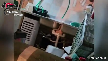 A Platì sotto una stalla un bunker con una piantagione di marijuana