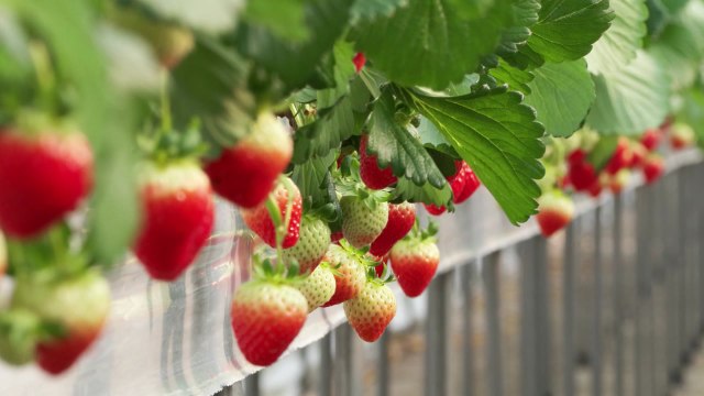 [녹색] 농진청 딸기, 겨울철 빛 부족·추위 철저히 대비해야 / YTN