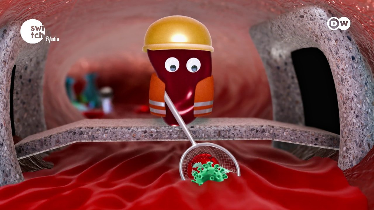 In Good Shape - The Immune System