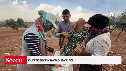 Mevsimin en zorlu hasadı başladı: Asırlık ağaçlarda nefes kesen mesai