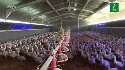 España amplía a todo el país el confinamiento de las aves de corral por la gripe aviar