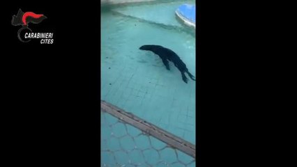 Verona, leone marino all'interno di un furgone: denunciato il proprietario