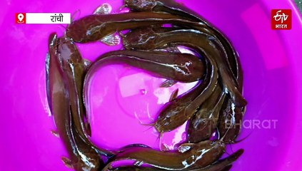 हेमंत कैबिनेट ने देसी मांगुर को ही क्यों घोषित किया राजकीय मछली, जानें मत्स्य निदेशक की जुबानी