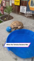 Grumpy Tortoise Goes on a Rampage—Tiny Pool Gets Destroyed Fast|| Heartsome 💖