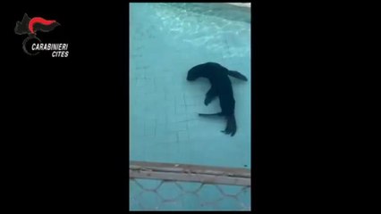 Carabinieri trovano leone marino "parcheggiato" in un piazzale