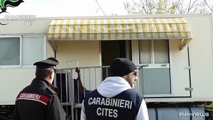 Carabinieri trovano leone marino "parcheggiato" in un piazzale