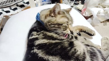 毛繕いするミア2