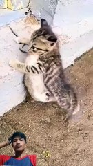 The Tiny Feline Cannibal: You Won't Believe What Mom Cat Did Next!