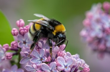 Bees have mastered Morse code
