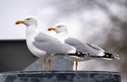 Shouting at seagulls stops food theft
