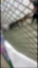 Vídeo: pitbull invade escola e ataca alunos em Belford Roxo