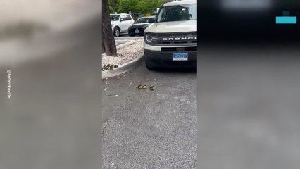 Duck Family Awaits Cute Chick to Join Them