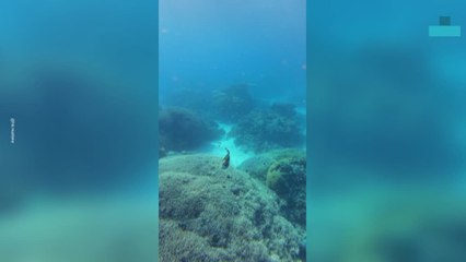 Triggerfish Attacks Diver