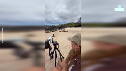 Curious Baby Sealion Waddles Up to Tourist on GalÁpagos Beach