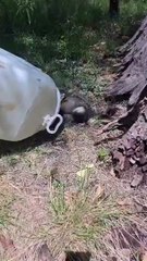 A la grande le puso Cuca: insólito hallazgo de una familia de comadrejas en Córdoba