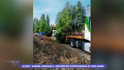 Le Zap : les grands sapins sont arrivés à Sarrebourg !