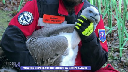 Mesures de précaution contre la grippe aviaire en Moselle