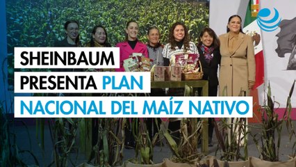 Sheinbaum presenta Plan Nacional del Maíz Nativo: "El maíz es la raíz de México", afirma