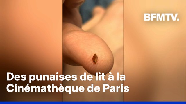 C'était l'hécatombe : des spectateurs piqués par des punaises de lit à la Cinémathèque de Paris