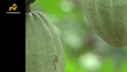 Importancia del secado del cacao