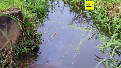 Gabon researchers test promising single-dose malaria treatment