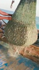 Gulf Waves & Golden Catch — The Ultimate Deep Sea Adventure