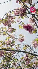 After Alpha husband died, I went to his pack carrying his child. | Mated to My Brother-in-Law Alpha