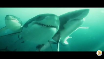Ataque dos tubarões