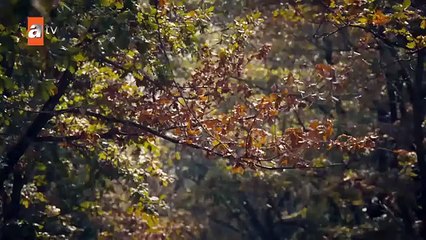 Fatma Hatun, Yiğit'i şifahaneye yetiştiriyor! - Kuruluş Orhan 3. Bölüm