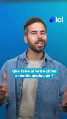 Mon chien a mordu quelqu'un - les conseils du véto