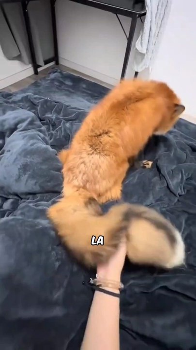 La face cachée des renards 👀