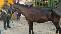 Rescataron a un caballo en Soledad con laceraciones y heridas abiertas: capturaron a su dueño