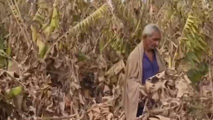 COP30: aumento de temperatura global agravaría la inseguridad alimentaria