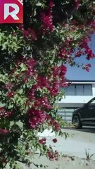 The poor girl marries into a wealthy family | Married for Green Card, Stayed for Love [Full Part]