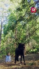 The Cursed Alpha's Mate EP1-7 | ReelShort