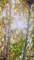 Together Hearts in Sync Dramabox