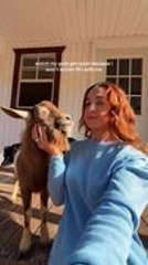 Goats Adorably Get Upset When Woman Stops Them From Flirting With Her