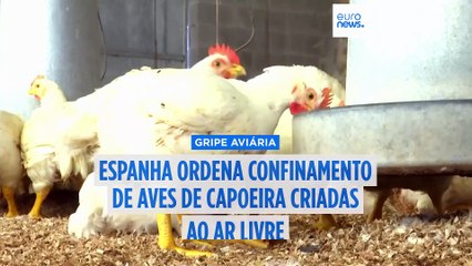 Espanha ordena confinamento total das aves de capoeira criadas ao ar livre devido à gripe aviária