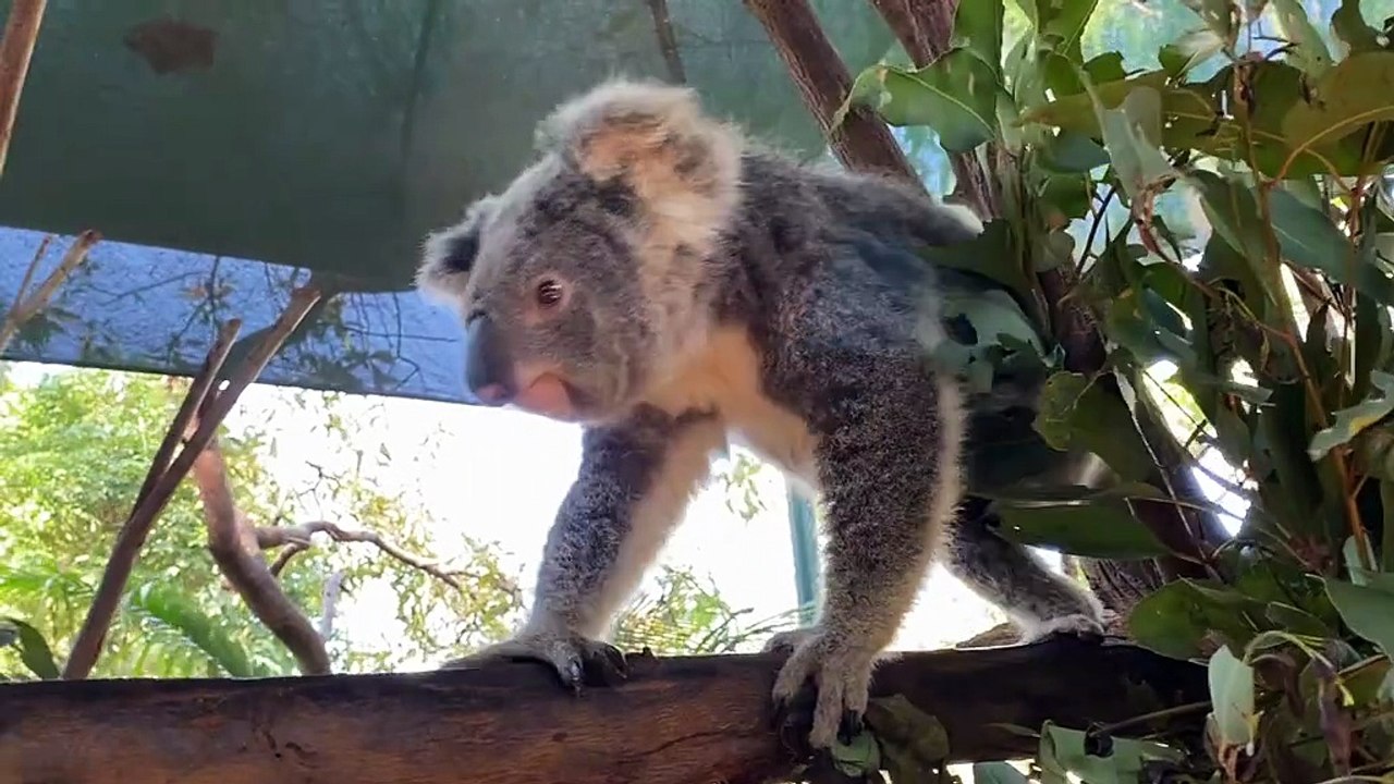 Australian koala 🐨